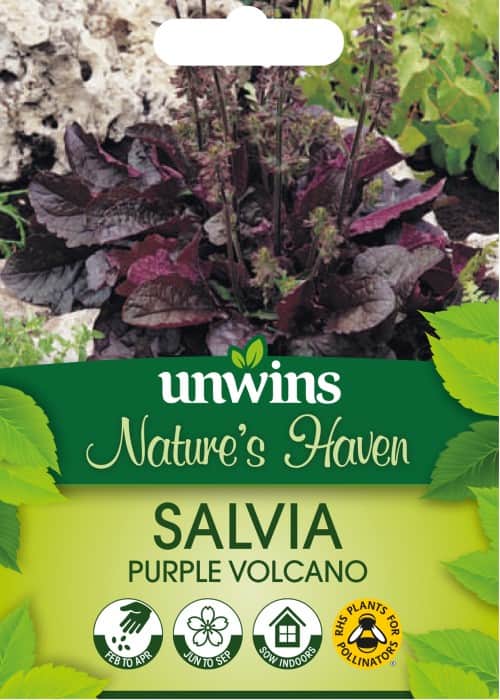 lyrsalvia-purple-volcano-1