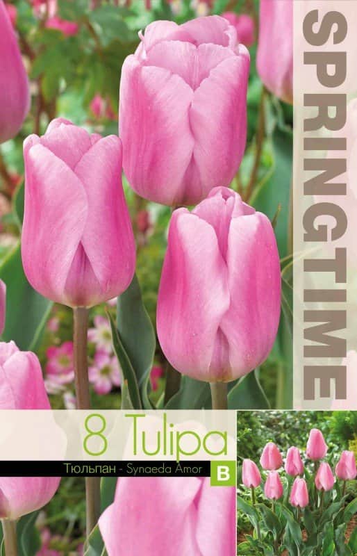 triumphtulpan-synaeda-amor-8st-2