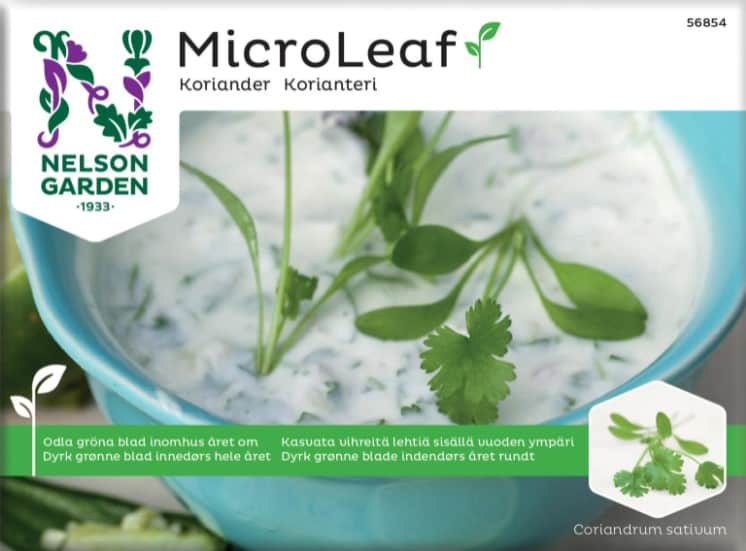 micro-leaf-koriander-1