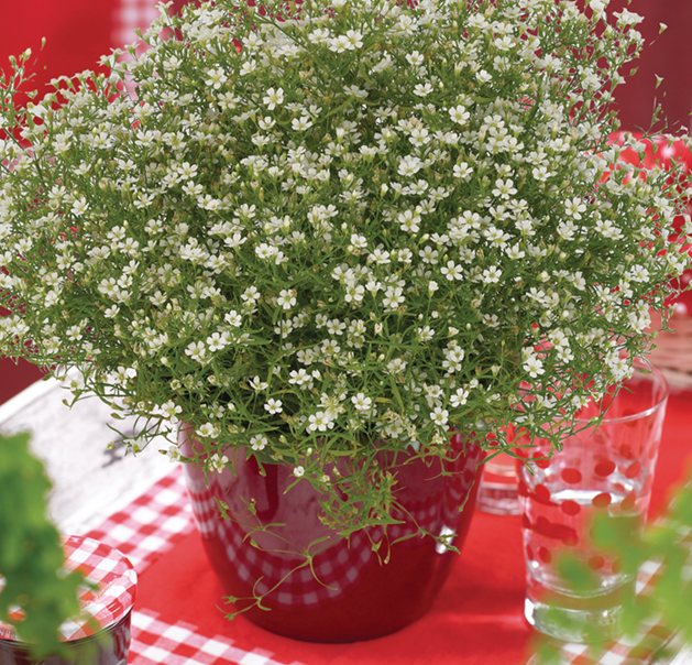 grusnejlika-gypsy-white-105cm-kruka-1