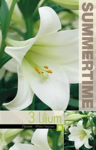 lilja-white-heaven-3st-1