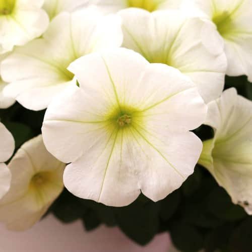 petunia-sweetunia-white-105cm-kruka-2