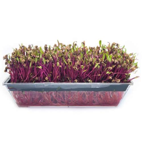 sproutly-eko-rdbetsfrn-60g-2