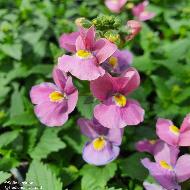 nemesia-nuvo-rose-12cm-kruka-1