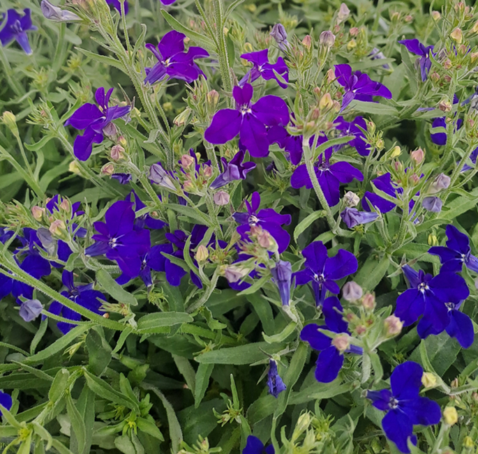 lobelia-dark-blue-105cm-kruka-1