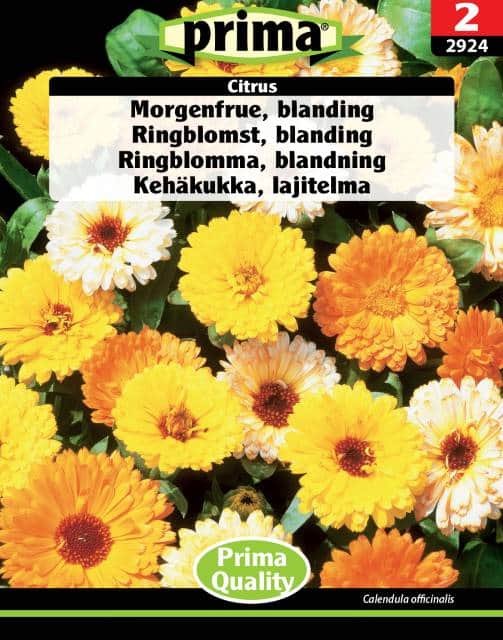 ringblomma-mix-citrus-fr-1