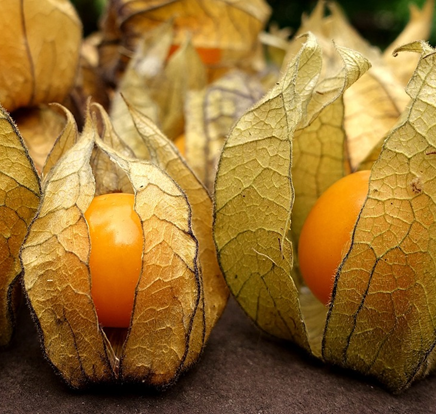 kapkrusbr-physalis-pruinosa-11cm-kruka-1