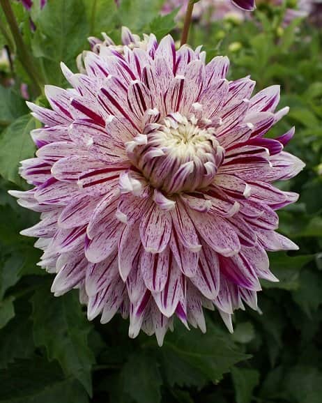 dekorativ-dahlia-avignon-1st-1