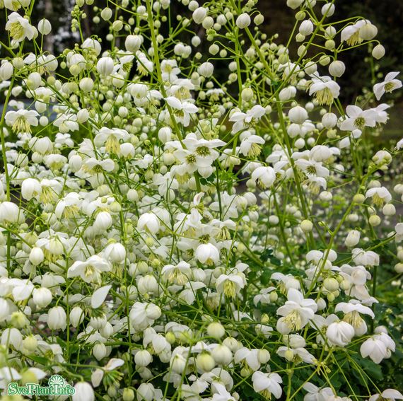 Violruta ’Splendide White’ 9cm kruka