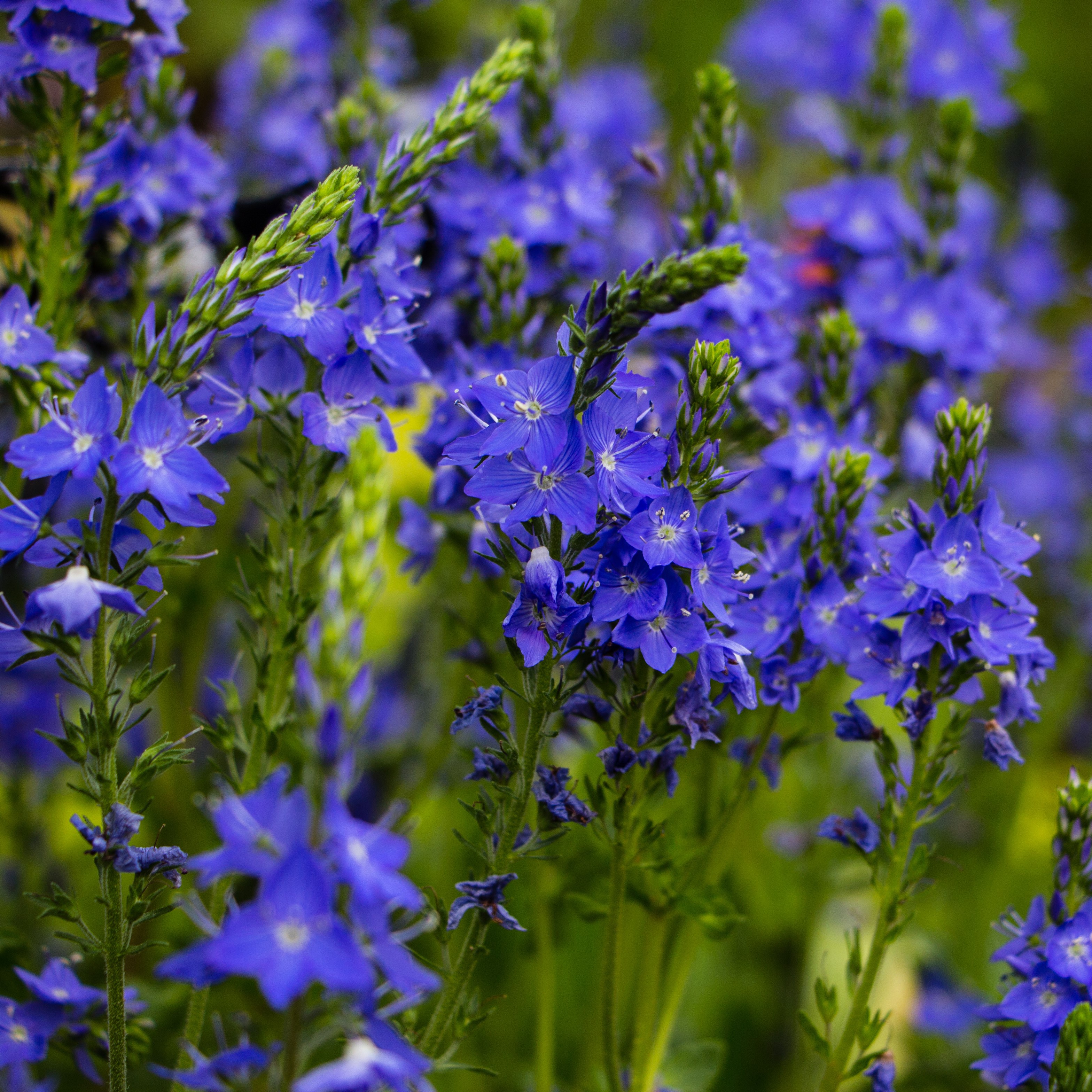 Praktveronika ’Lapislazuli’ 9cm kruka