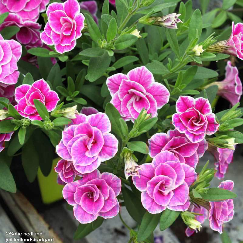 minipetunia-superbells-sweet-love-105cm-kruka-1