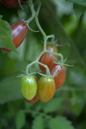 cocktailtomat-krebs-brown-tasty-f1-eko-2