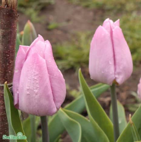 enkel-tidig-tulpan-candy-prince-5st-1
