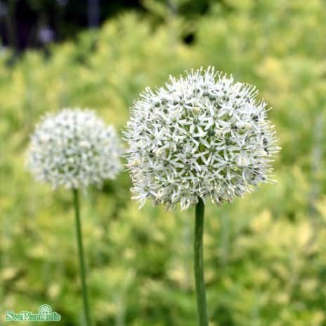 allium-prydnadslk-white-cloud-15st-3
