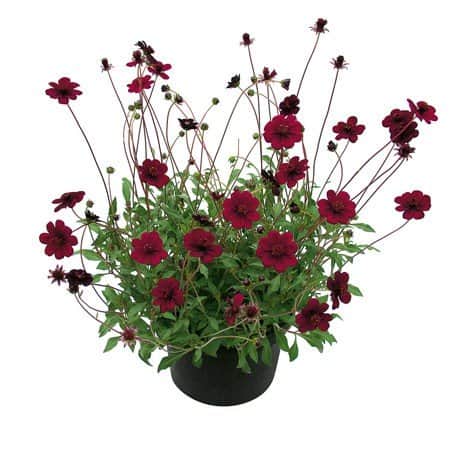 chokladblomma-chocamocha-13cm-kruka-1