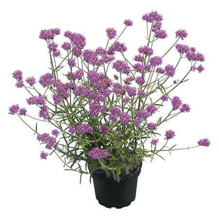 jtteverbena-13cm-kruka---lg-sort-sluthjd-upp-1