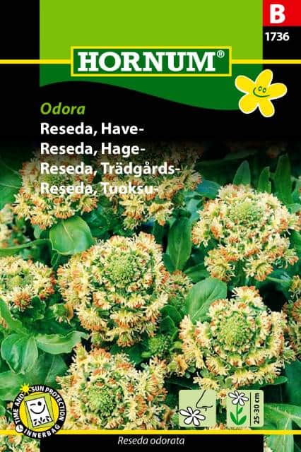 luktreseda-odora-fr-1