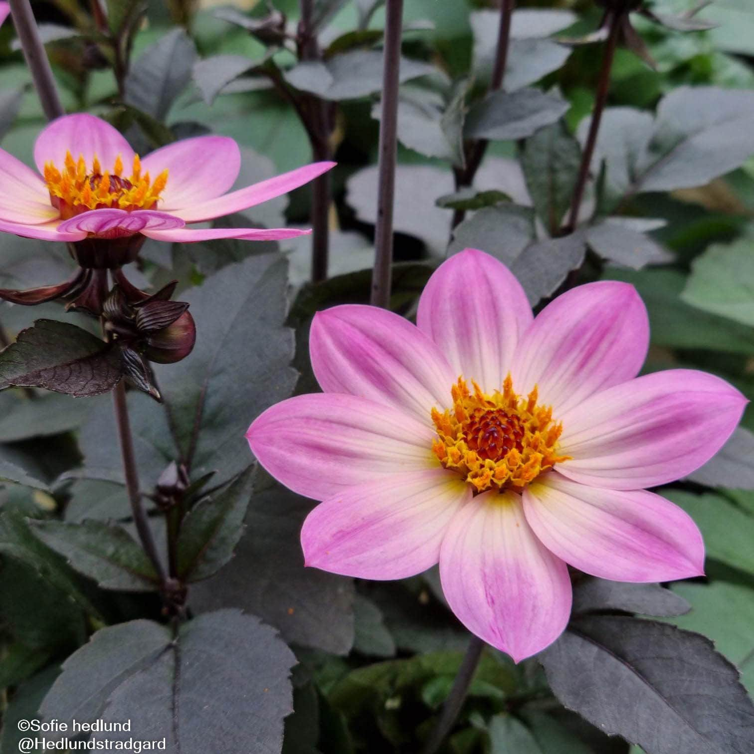 sommardahlia-pink-bicolor-12cm-kruka-1