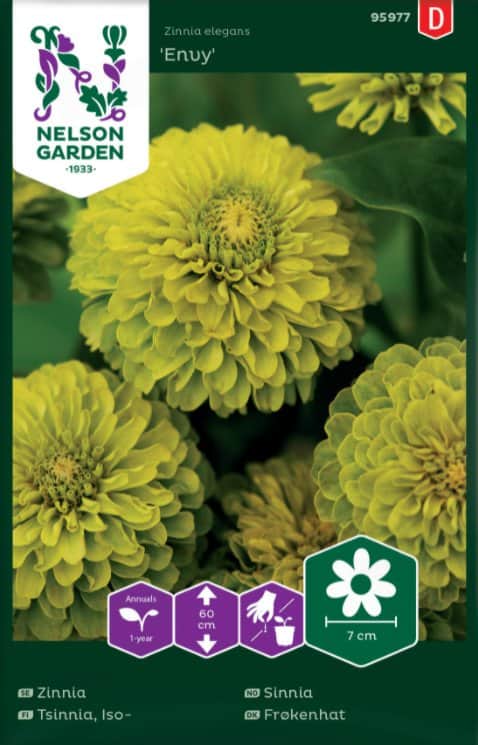 zinnia-envy-fr-1