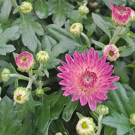 bollkryss-roze-12cm-kruka-1