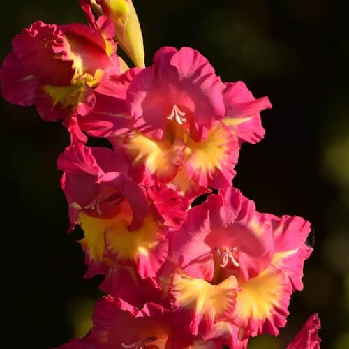 gladiolus-mango-muse-7st-1