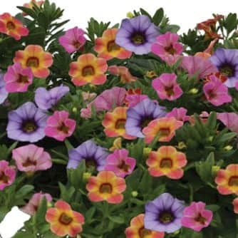 minipetunia-ombre-sundown-105cm-kruka-1