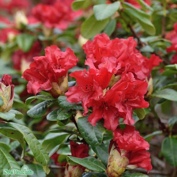 forrestii-rododendron-scarlet-wonder-2-3-l-1