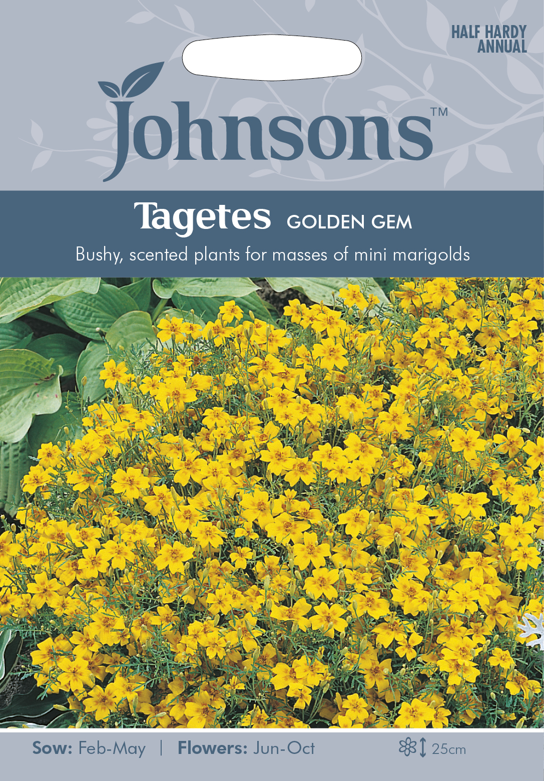 Tagetes ’Golden Gem’, frö