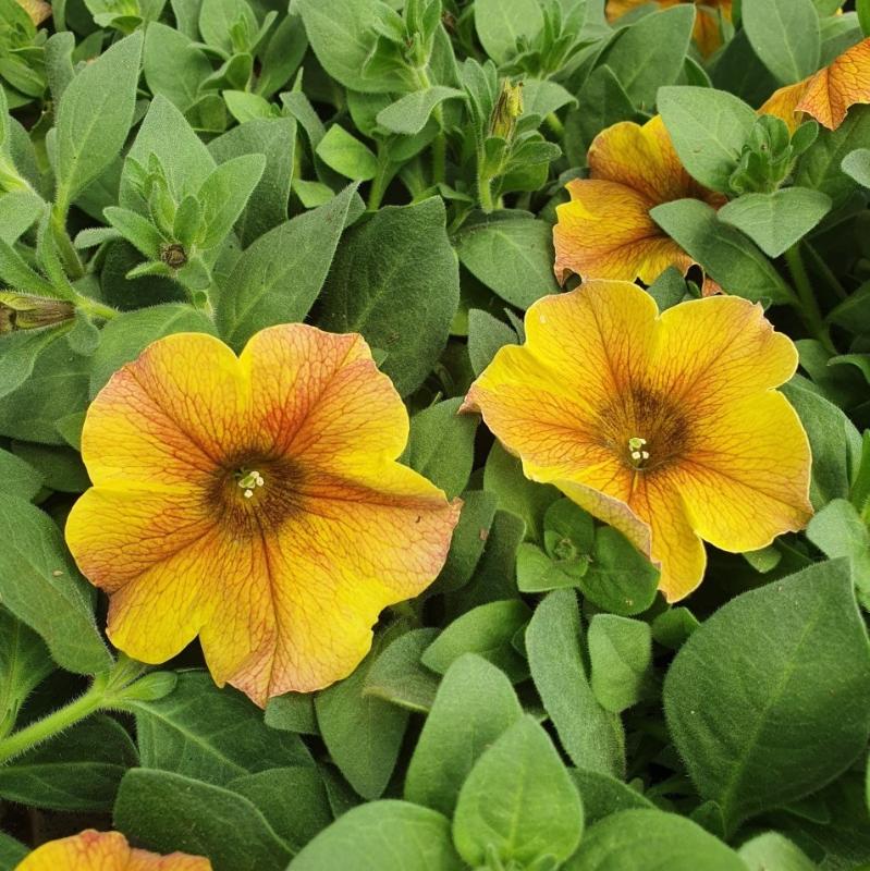 Petunia ’Beautical Caramel Yellow’ 10,5cm kruka