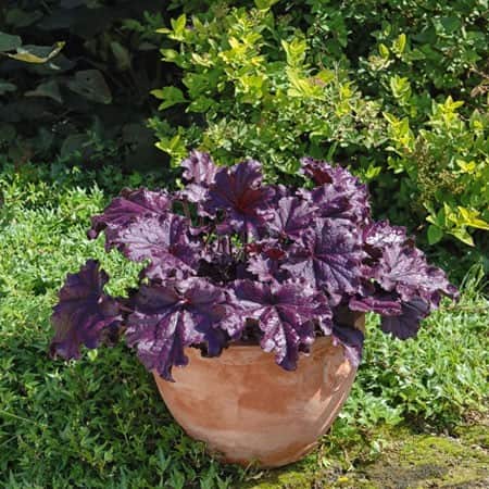 alunrot-forever-purple-12cm-kruka-1
