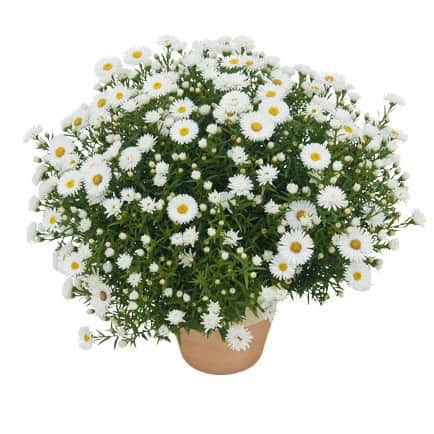 oktoberaster-albit-12cm-kruka-1