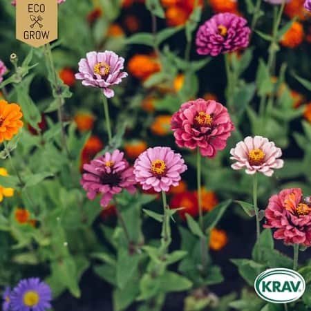 zinnia-carrousel-krav-mrkt-1