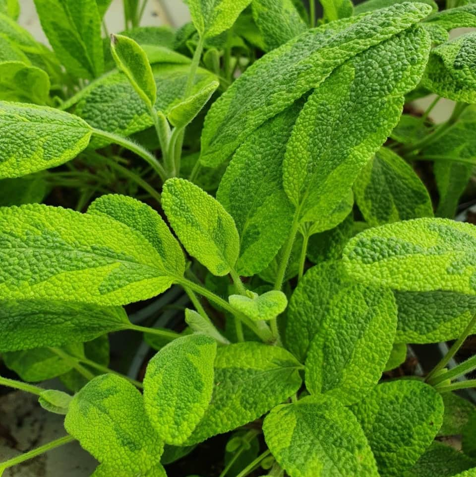 gulbrokig-kryddsalvia-icterina-14cm-kruka-1