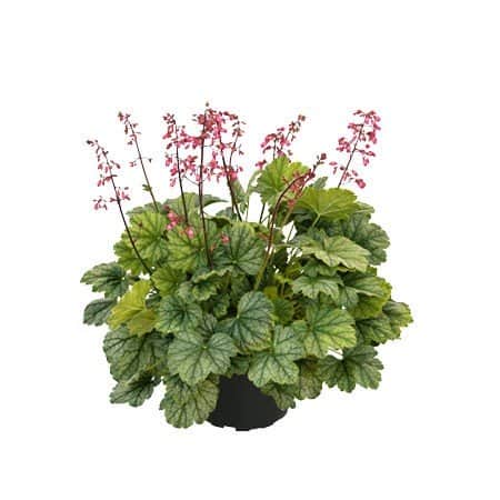 alunrot-mint-marquess-12cm-kruka-1