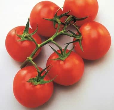 tomat-vanessa-105cm-kruka-1