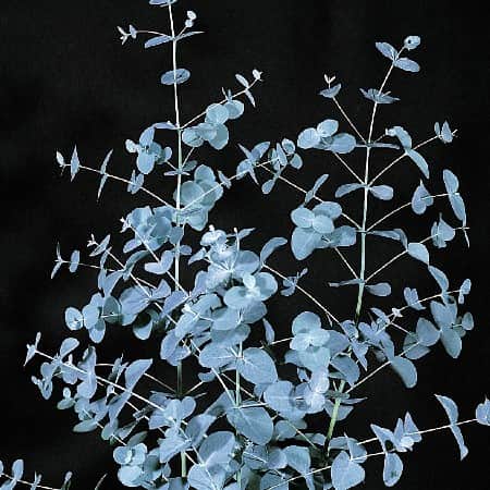 silvereukalyptus-busk-17cm-kruka-2