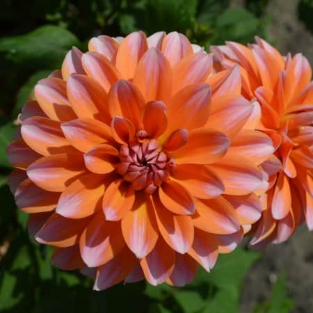 dekorativ-dahlia-peaches-and-vanilla-1st-1