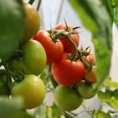 klassisk-tomat-potentat-f1-1