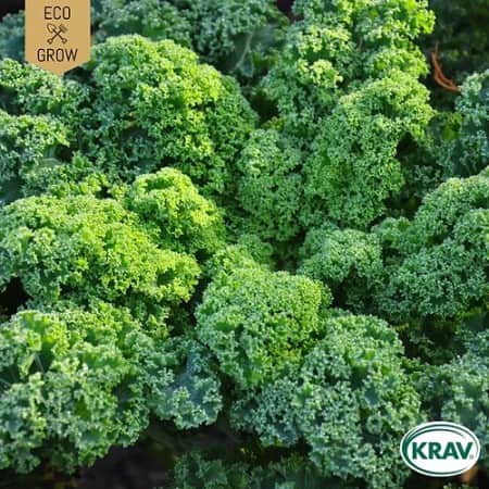 grnkl-westland-winter-krav-mrkt-1