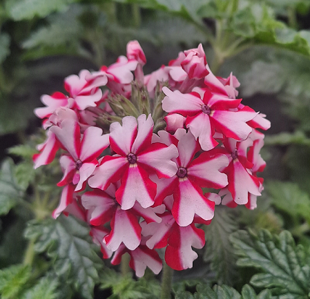 trdgrdsverbena-polka-105cm-kruka-1