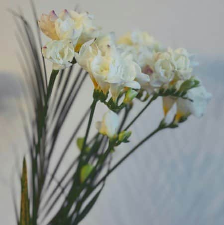 freesia-double-white-5st-1