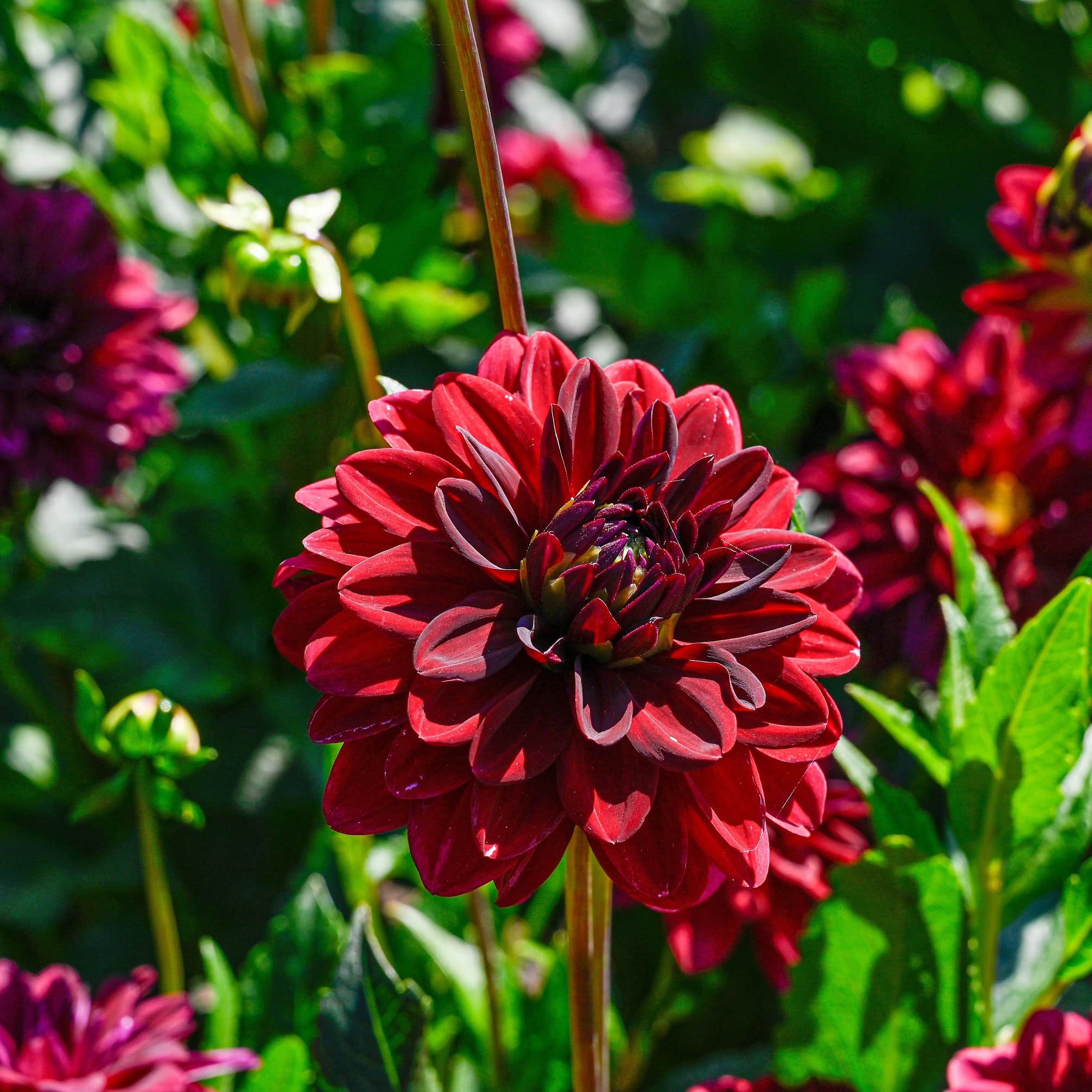 dekorativ-dahlia-arabian-night-1st-2