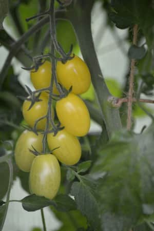 krsbrstomat-krebs-lemon-drops-f1-eko-2