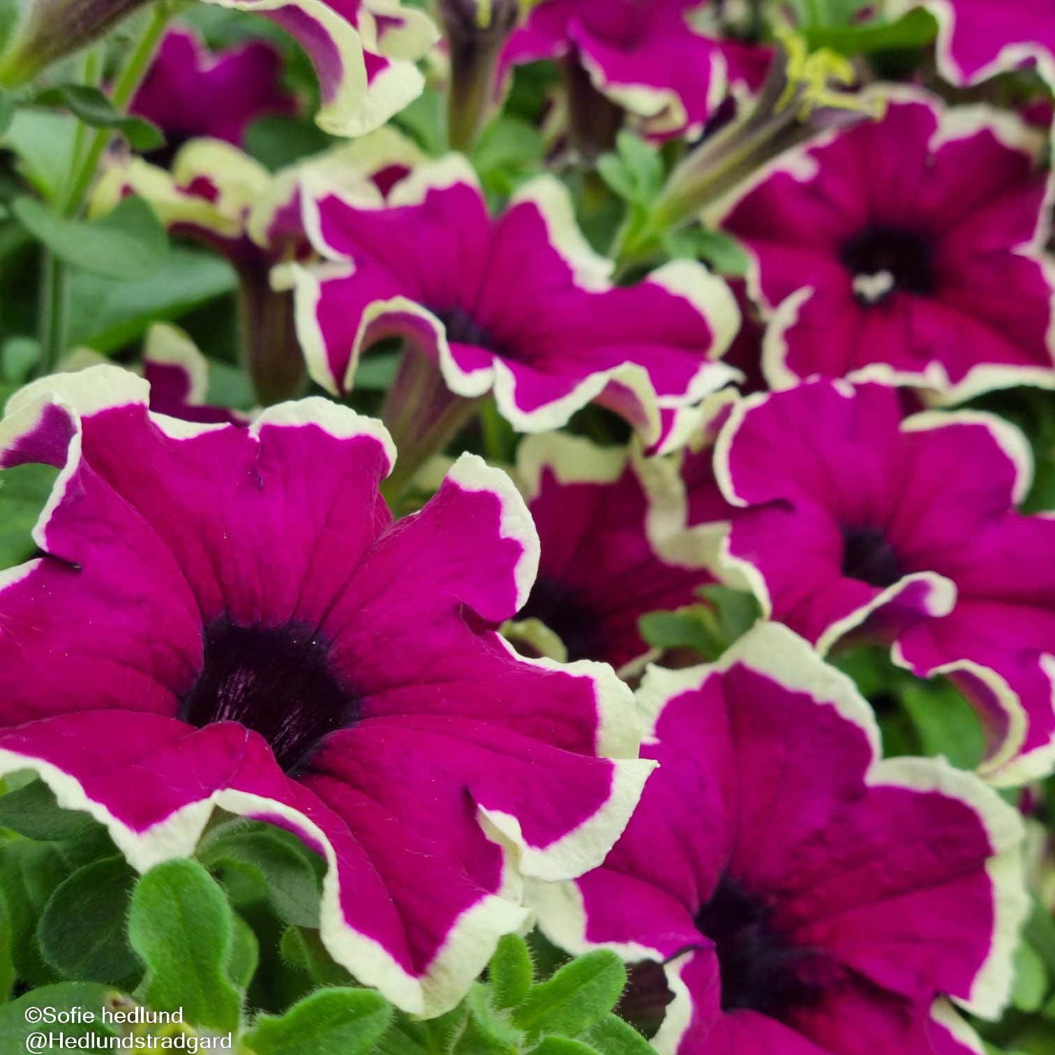petunia-viva-eclipse-105cm-kruka-1