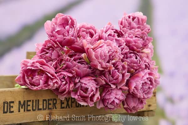 dubbel-sen-tulpan-beachberry-5st-2