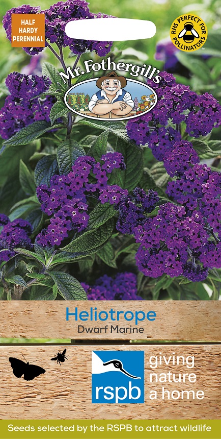 Heliotrope ’Dwarf Marine’, frö