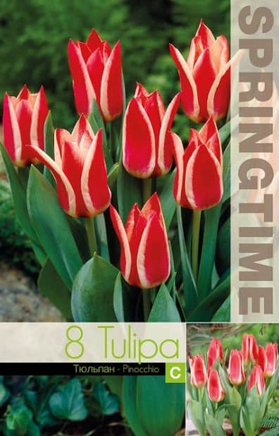 botanisk-tulpan-pinocchio-8st-1