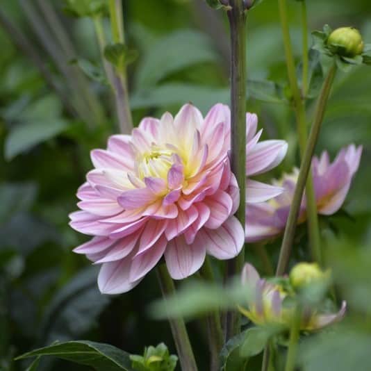 dekorativ-dahlia-pink-magic-1st-1
