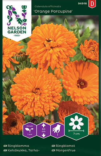 ringblomma-orange-porcupine-fr-1
