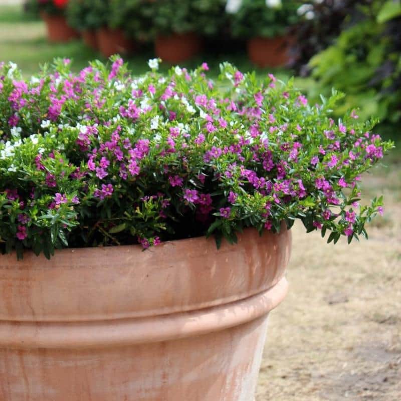 isopskufea-pink-12cm-kruka-1
